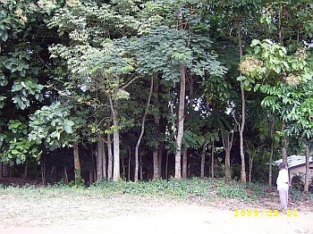 Image Dettinger Wald 2009